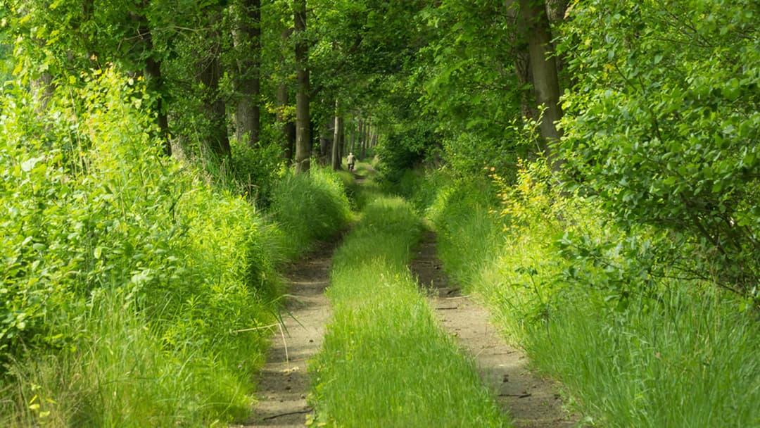 Utrzymanie terenów i dróg leśnych